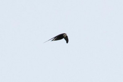 White-throated Needletail (Hirundapus caudacutus)