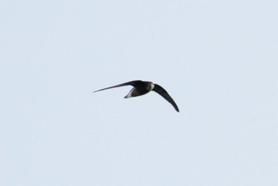 White-throated Needletail (Hirundapus caudacutus)