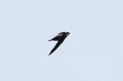 White-throated Needletail (Hirundapus caudacutus)