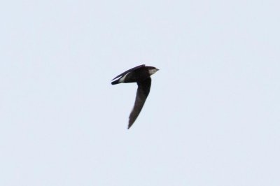 White-throated Needletail (Hirundapus caudacutus)