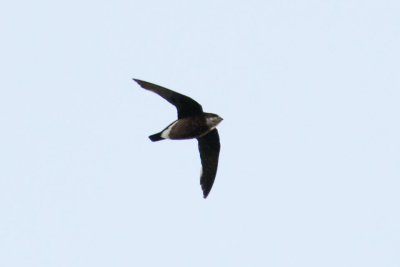 White-throated Needletail (Hirundapus caudacutus)