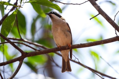 Black-chinned Honeyeater (Melithreptus gularis)