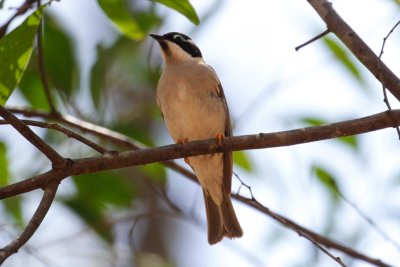 Black-chinned Honeyeater (Melithreptus gularis)