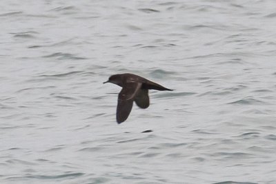 Short-tailed Shearwater (Puffinus tenuirostris)