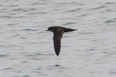 Short-tailed Shearwater (Puffinus tenuirostris)