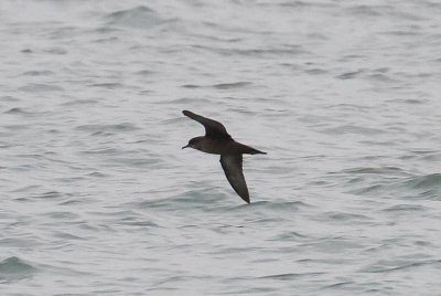 Short-tailed Shearwater (Puffinus tenuirostris)