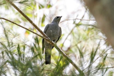 Barred Cuckooshrike (Coracina lineata)