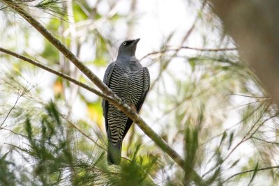 Barred Cuckooshrike (Coracina lineata)