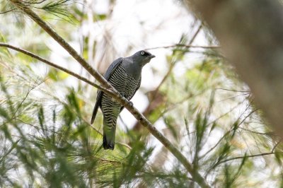 Barred Cuckooshrike (Coracina lineata)