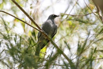 Barred Cuckooshrike (Coracina lineata)