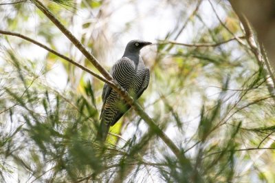 Barred Cuckooshrike (Coracina lineata)