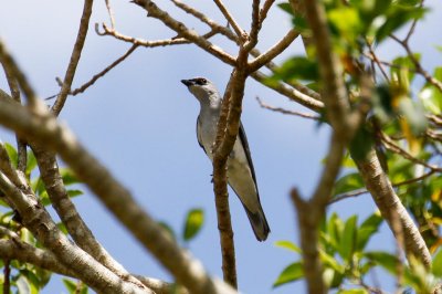 White-bellied Cuckooshrike (Coracina papuensis)