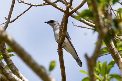 White-bellied Cuckooshrike (Coracina papuensis)