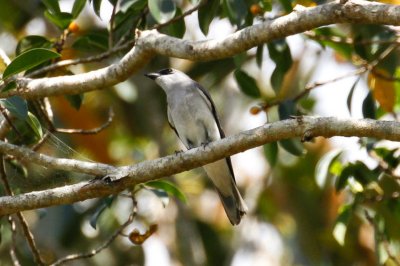 White-bellied Cuckooshrike (Coracina papuensis)