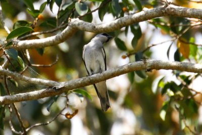 White-bellied Cuckooshrike (Coracina papuensis)