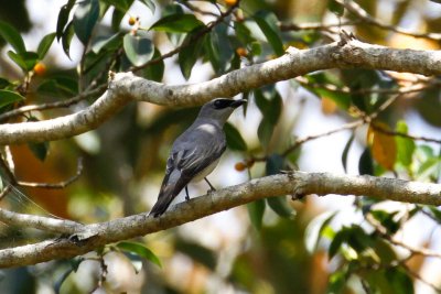 White-bellied Cuckooshrike (Coracina papuensis)