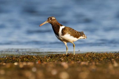 Australian Painted-snipe (Rostratula australis)