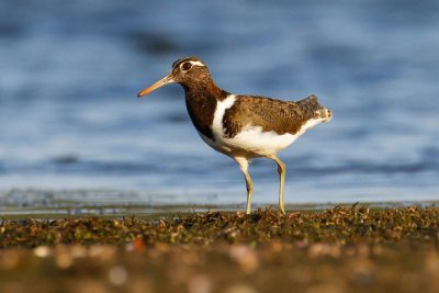 Australian Painted-snipe (Rostratula australis)