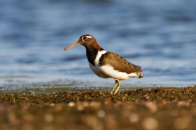 Australian Painted-snipe (Rostratula australis)