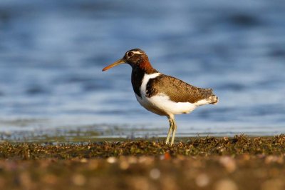 Australian Painted-snipe (Rostratula australis)