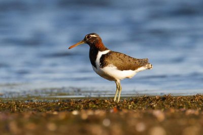 Australian Painted-snipe (Rostratula australis)