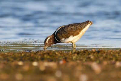 Australian Painted-snipe (Rostratula australis)
