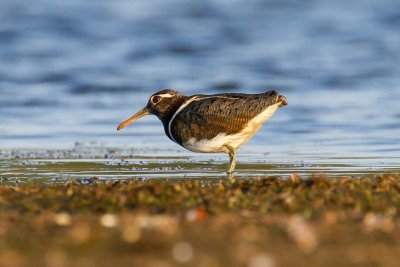 Australian Painted-snipe (Rostratula australis)