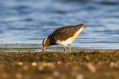 Australian Painted-snipe (Rostratula australis)