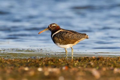 Australian Painted-snipe (Rostratula australis)