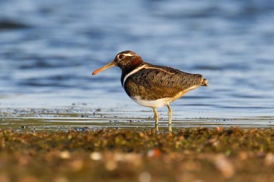 Australian Painted-snipe (Rostratula australis)