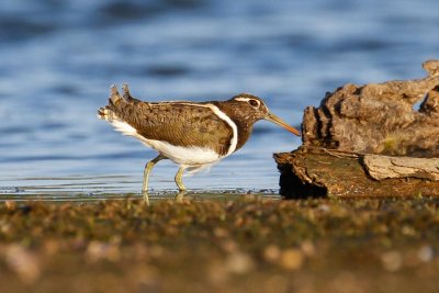 Australian Painted-snipe (Rostratula australis)