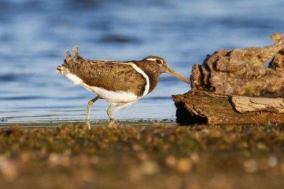 Australian Painted-snipe (Rostratula australis)