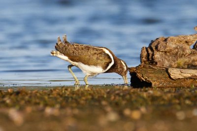 Australian Painted-snipe (Rostratula australis)