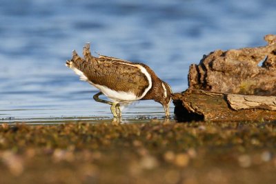 Australian Painted-snipe (Rostratula australis)