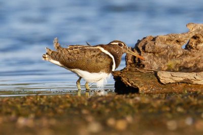 Australian Painted-snipe (Rostratula australis)