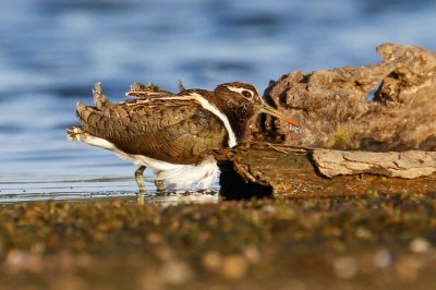 Australian Painted-snipe (Rostratula australis)