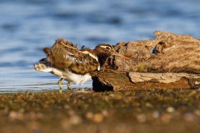 Australian Painted-snipe (Rostratula australis)