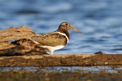 Australian Painted-snipe (Rostratula australis)