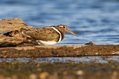 Australian Painted-snipe (Rostratula australis)