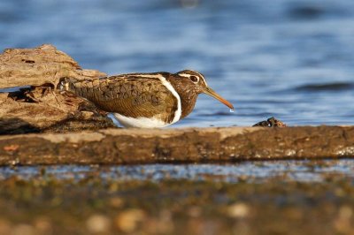 Australian Painted-snipe (Rostratula australis)