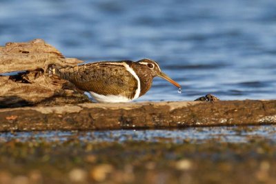 Australian Painted-snipe (Rostratula australis)