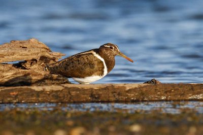Australian Painted-snipe (Rostratula australis)