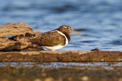 Australian Painted-snipe (Rostratula australis)