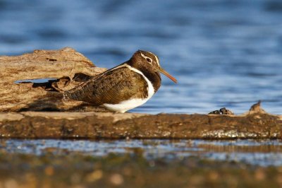 Australian Painted-snipe (Rostratula australis)