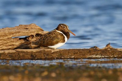 Australian Painted-snipe (Rostratula australis)