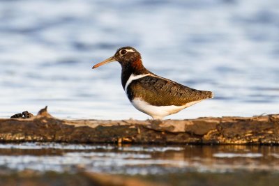 Australian Painted-snipe (Rostratula australis)