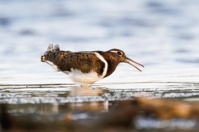 Australian Painted-snipe (Rostratula australis)