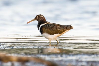 Australian Painted-snipe (Rostratula australis)