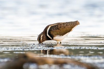 Australian Painted-snipe (Rostratula australis)