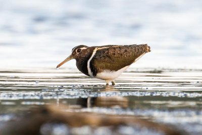 Australian Painted-snipe (Rostratula australis)